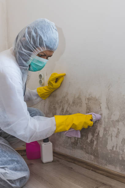 Best Attic Mold Removal  in Tidmore Bend, AL