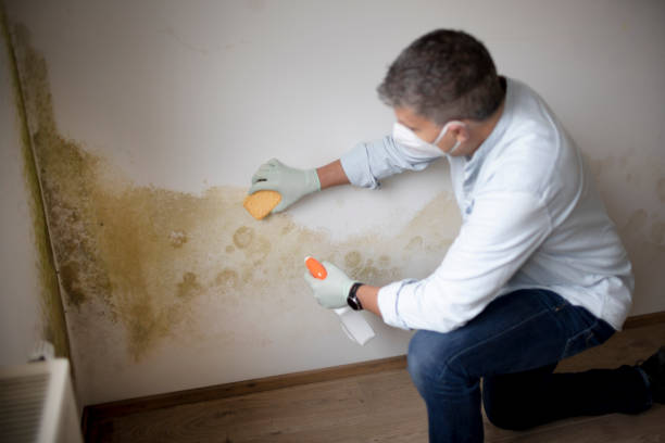  Tidmore Bend, AL Mold Removal Pros