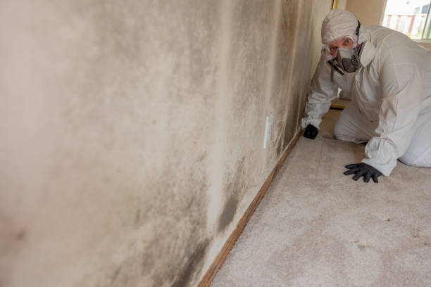 Best Mold Removal for HVAC Installations  in Tidmore Bend, AL